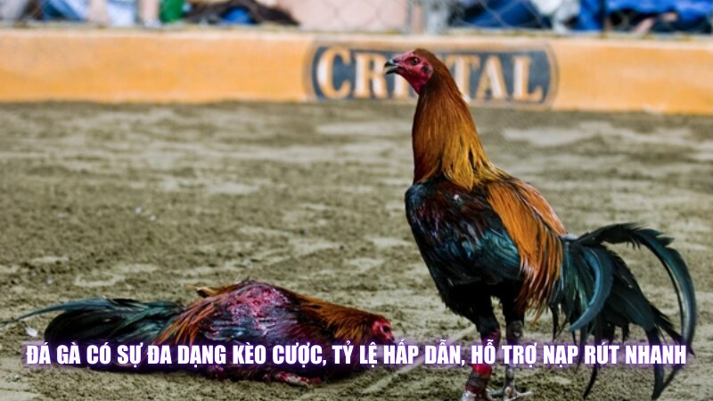 Đá Gà Có Sự Đa Dạng Kèo Cược, Tỷ Lệ Hấp Dẫn, Hỗ Trợ Nạp Rút Nhanh
