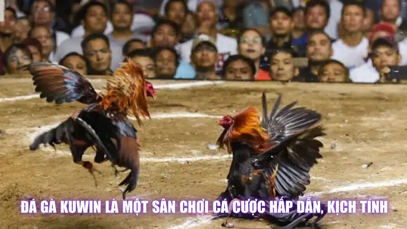 Đá Gà Kuwin Là Một Sân Chơi Cá Cược Hấp Dẫn, Kịch Tính